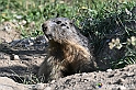 VBS_1 -  Plateau du Mont-Cenise, Grand Croix, Marmotte_-_0082 mt